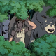Princess Mononoke